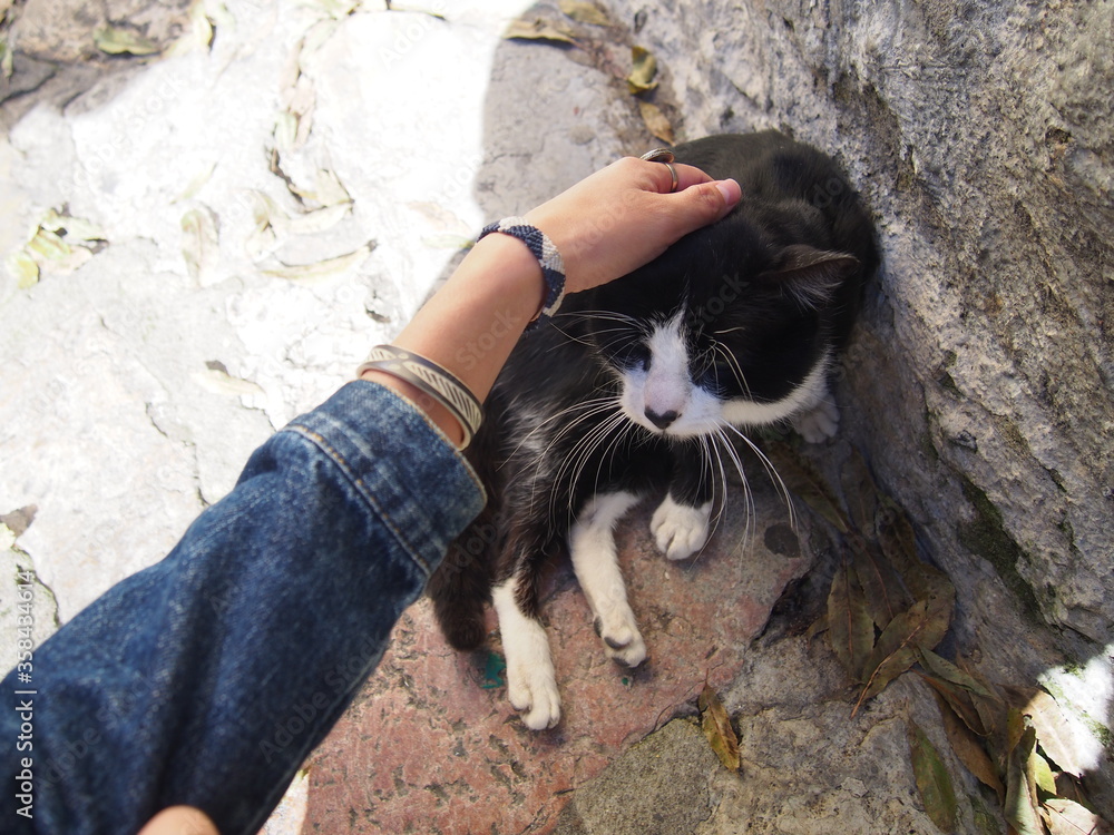 A woman's hand petting a tuxedo cat, Lisboa, Portugal
