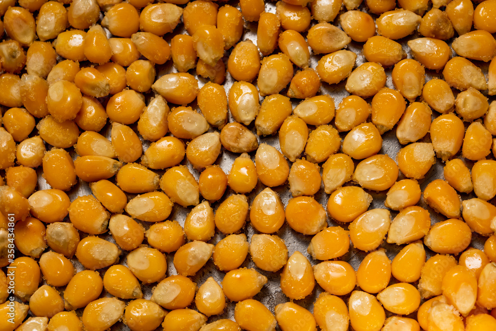 popcorn grains in oil and salt, stainless pan bottom. popcorn grains in oil and salt, stainless pan bottom.