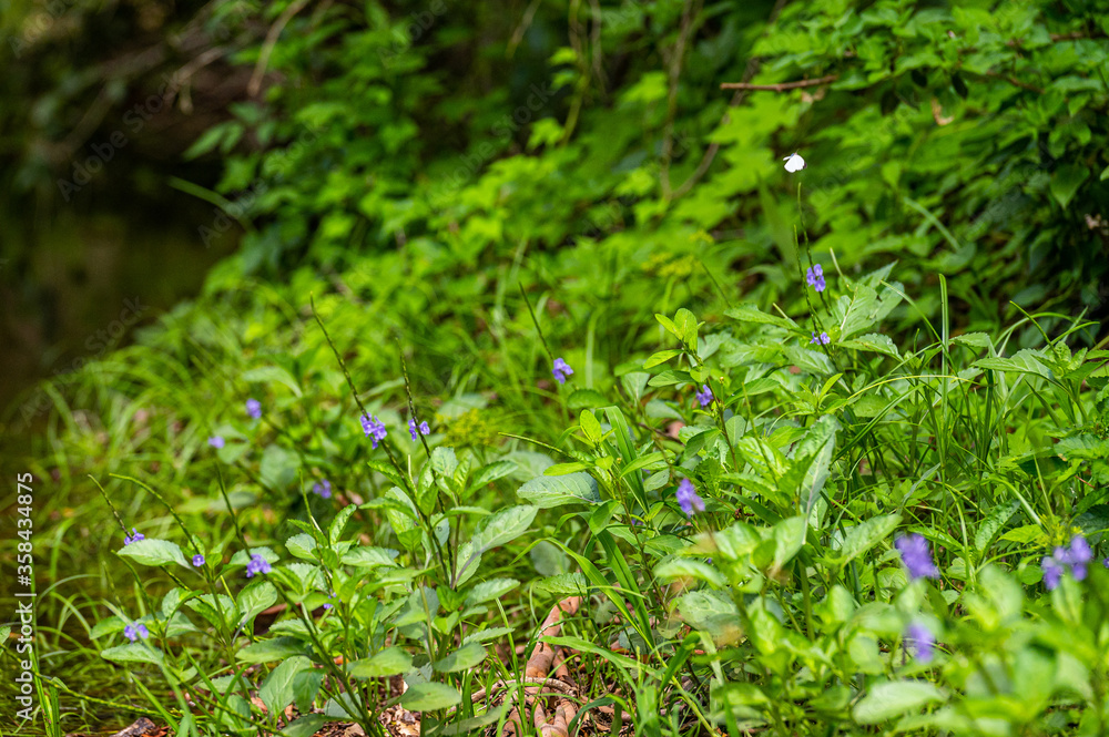 wild flowers and butterfly swarm of butterflies with vibrant green vegetation in Kroombit Tops National Park, Queensland wild flowers and butterfly swarm of butterflies with vibrant green vegetation in Kroombit Tops National Park, Queensland