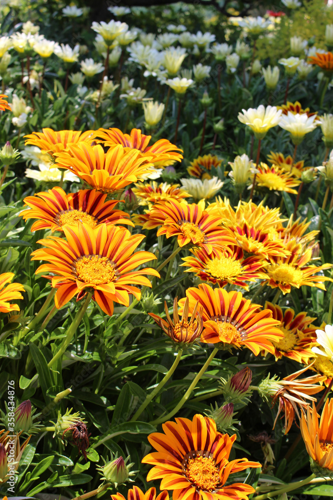オレンジ色のガザニアの花 オレンジ色のガザニアの花