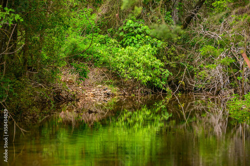 Fresh water creek with beautiful green reflections, Kroombit Tops National Park, Queensland © Photopia Studio