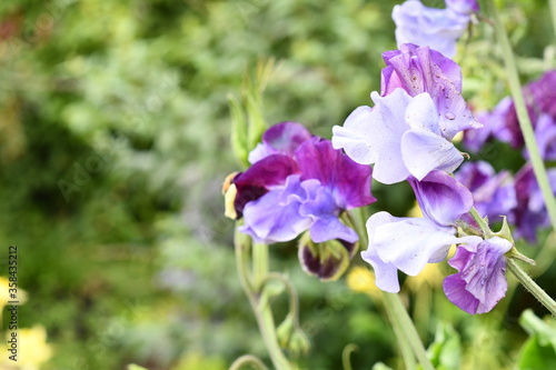 Blue and purple flowers in spring