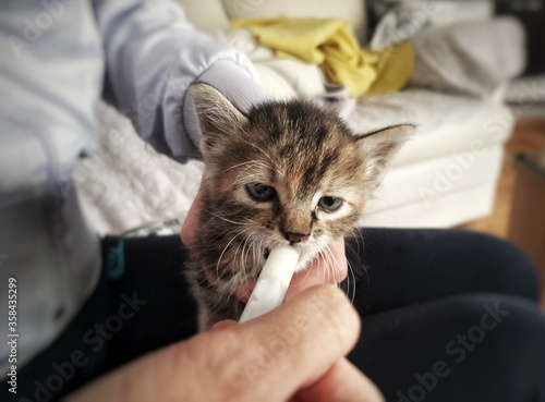 Hand feeding on homeless kitty with adorable face pose