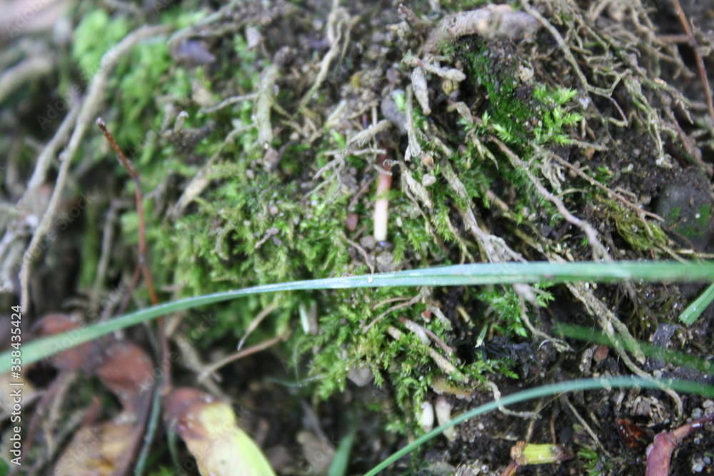 moss on the ground moss on the ground