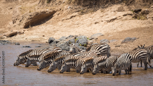 Herd of zebra standing at the edge of Mara River drinking in Masai Mara Kenya