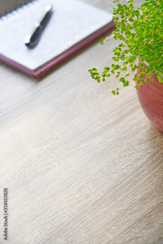 Green potted plant on wooden desk, top view, copy space, vertical composition © Wheat field