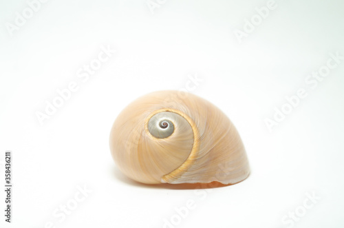 Simple Sea Shell