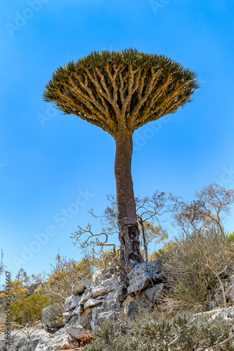 It's Dry dragon tree in the Socotra Island, Yemen. UNESCO World Heritage