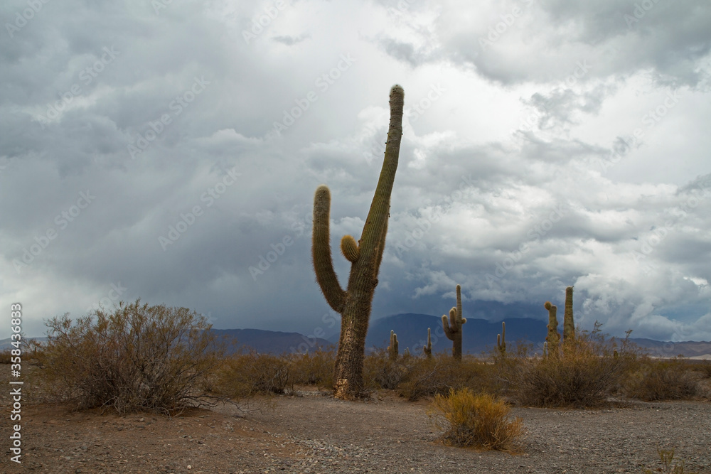 Flora. Giant desert cactus, Echionpsis atacamensis, in the desert and mountains under a stormy sky. 