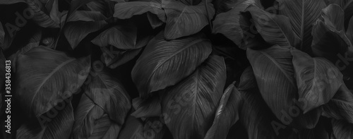 Textures of natural abstract black leaves for tropical leaf background, black and white images photo