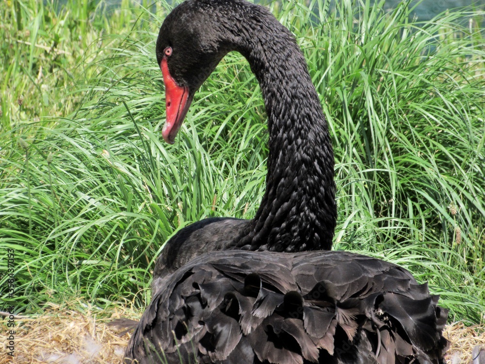 Obraz premium black swan on a green grass