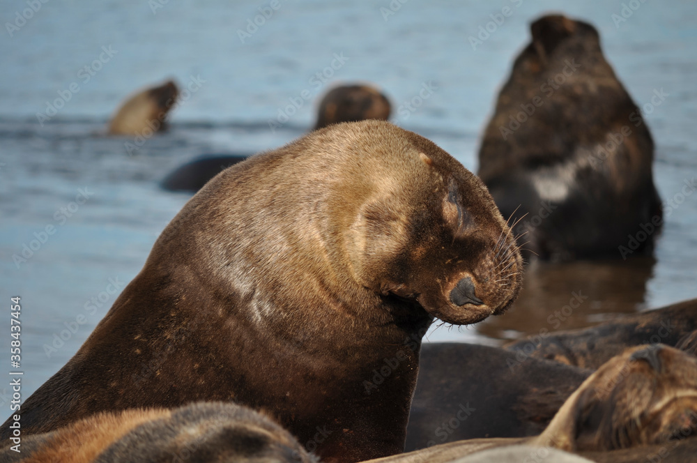 Fototapeta premium Sea lions resting at Necochea Beach in Buenos Aires, Argentina