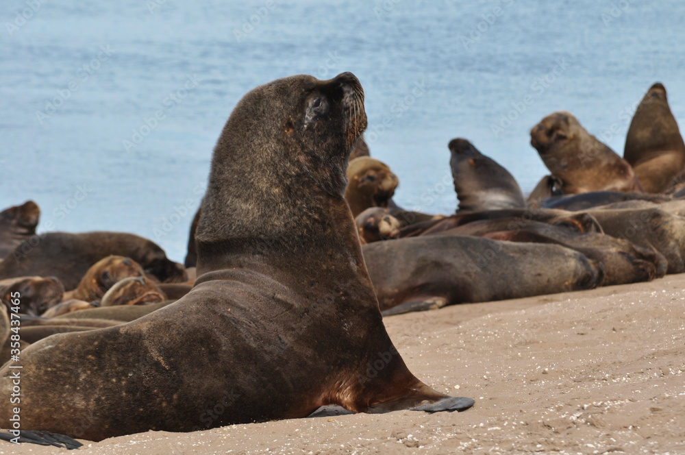 Naklejka premium Sea lions resting at Necochea Beach in Buenos Aires, Argentina