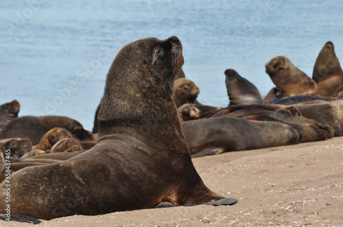 Sea lions resting at Necochea Beach in Buenos Aires, Argentina © Jopstock