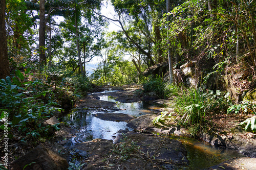 Stream in the forest. Tamborine Mountain  Scenic Rim  Queensland  Australia.