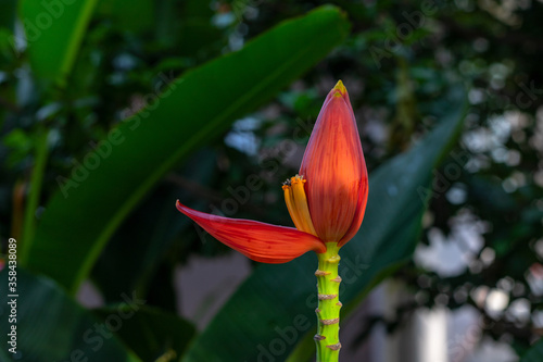 Red banana flower on leafy plant. Banana blossom bud with open petal. Red yellow tropical flower vibrant photo. Tropical nature vivid banner template. Exotic fruit plant botanical photography