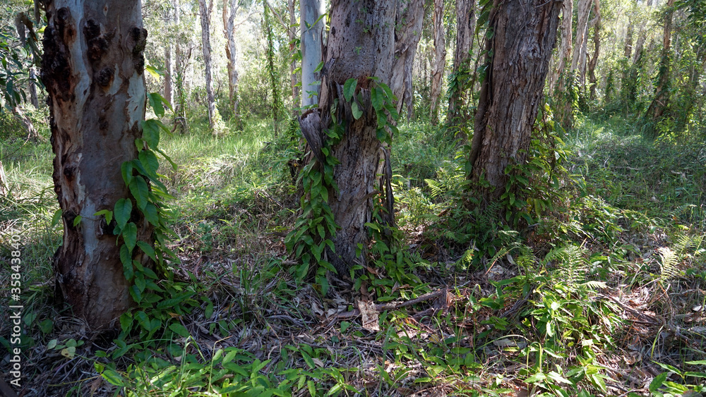 Australian Melaleuca wetland forest: looking past eucalyptus tree trunks with vines growing on them, to light coming through Melaleuca trees in the background. Australian Melaleuca wetland forest: looking past eucalyptus tree trunks with vines growing on them, to light coming through Melaleuca trees in the background.