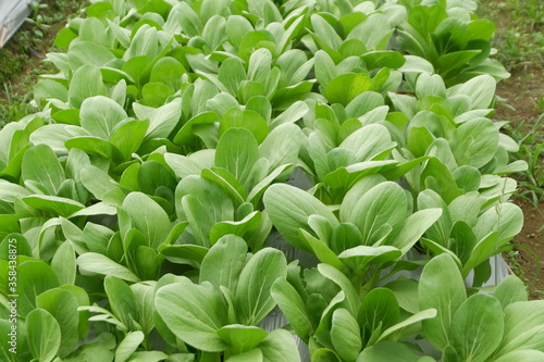 Brassica rapa, pakcoy or bok choy plant grows in the garden photo