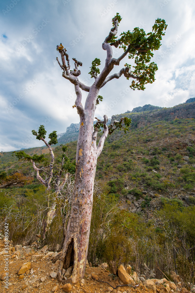 It's Nature of Socotra Island, Yemen. UNESCO World Natural Heritage