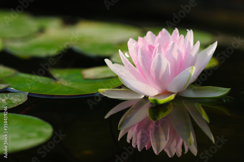 A Pink Water Lily with a Reflection