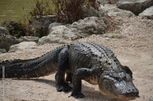 Alligator sunbathing in the sand