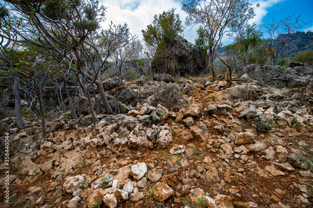 It's Nature of Socotra Island, Yemen. UNESCO World Natural Heritage. Small archipelago of four islands in the Indian Ocean It's Nature of Socotra Island, Yemen. UNESCO World Natural Heritage. Small archipelago of four islands in the Indian Ocean