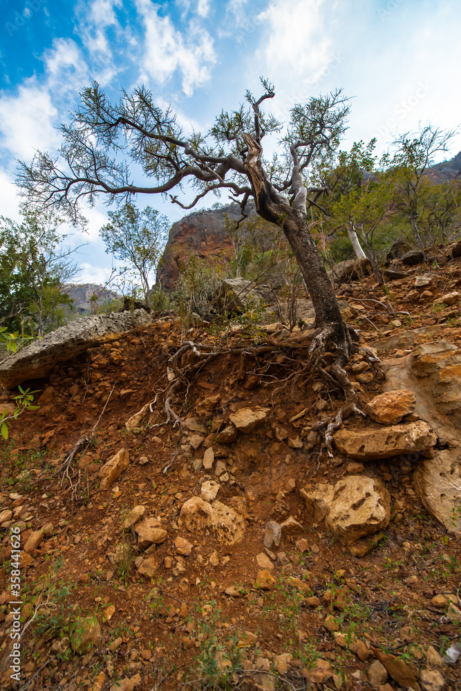 It's Nature of the Socotra Island, Yemen It's Nature of the Socotra Island, Yemen