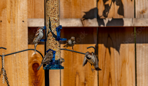 Finches at feeder and flying on to feeder to get a bite to eat