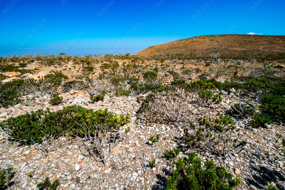 It's Nature of the Socotra Archipelago, Yemen