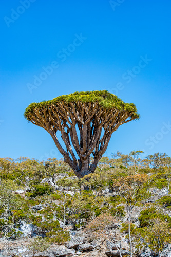It's Dragon tree on the Socotra Island, Yemen