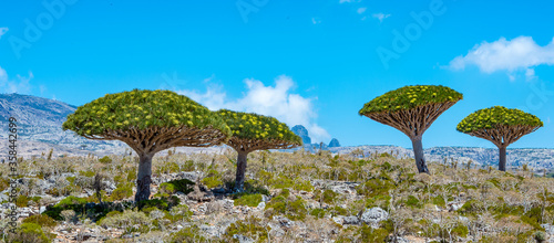It's Beautiful nature of the Socotra Island, Yemen photo