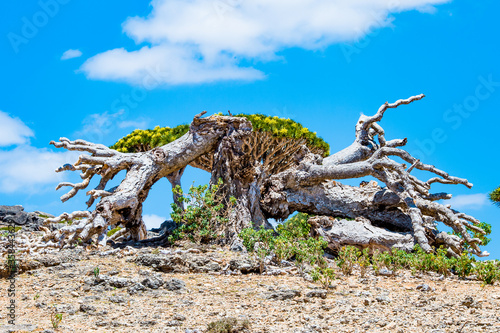 It s Nature of the Socotra Archipelago  Yemen