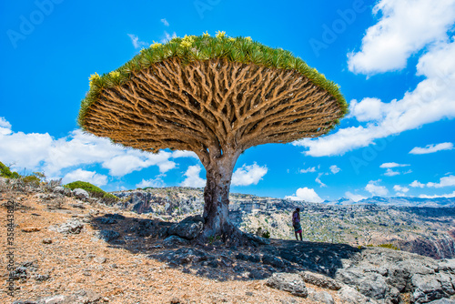 It's Dragon tree on the Socotra Island, Yemen photo
