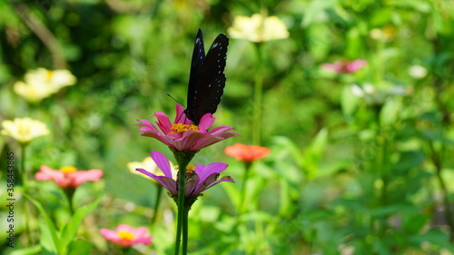 Beautiful butterfly in a flowery garden