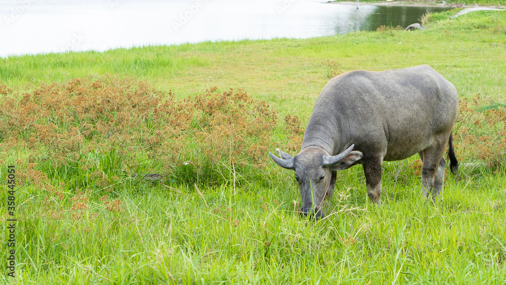 Black buffalo that eats grass in the animals' nature Black buffalo that eats grass in the animals' nature