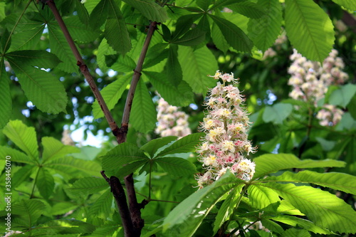 Chestnut flowers bloom in spring on a green background