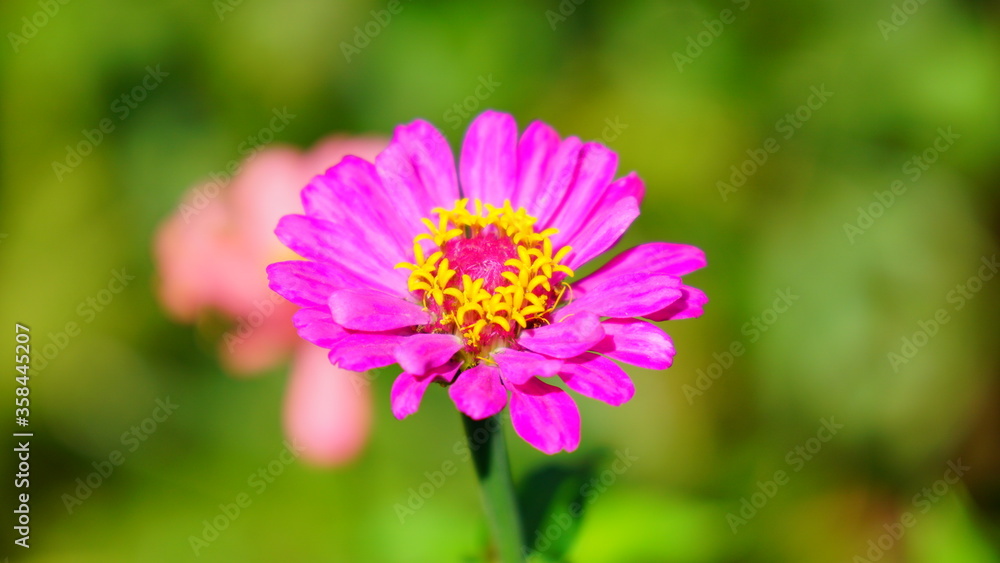 Flower in a garden Flower in a garden