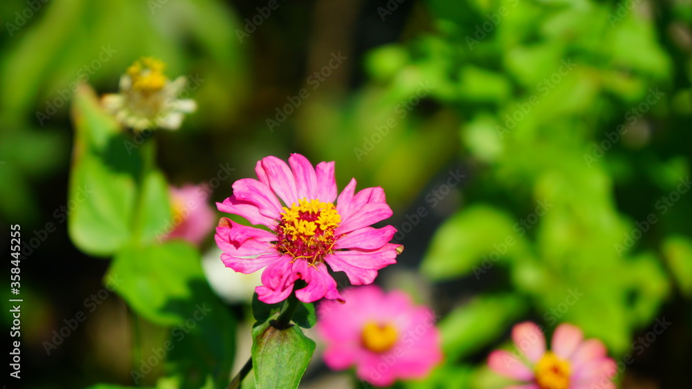 Obraz premium Flower in a garden