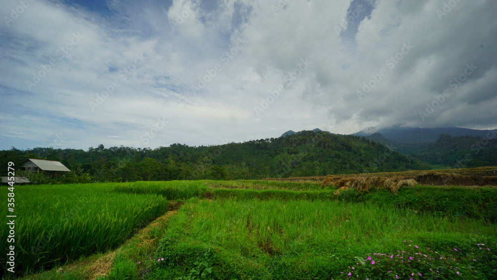 The  green rice field with a mountain in Semarang Central Java Indonesia