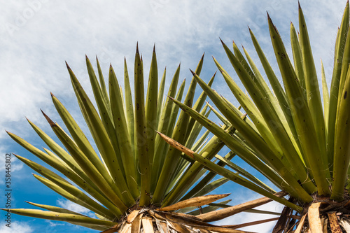 Spanish Dagger Yucca (Yucca faxoniana) Forest at Dagger Flats,Big Bend National Park,Texas,USA photo