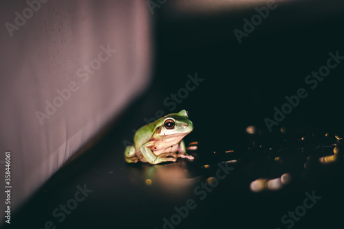 close up of dumpy frog