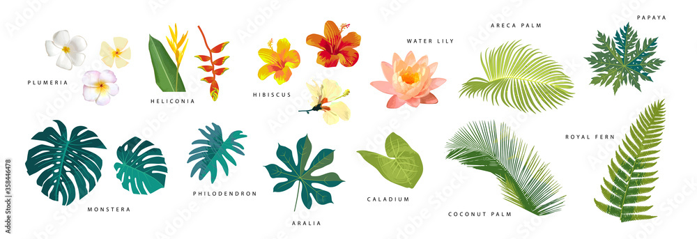 Set of vector realistic tropical leaves and flowers with names isolated on white background. Artistic botanical illustration - obrazy, fototapety, plakaty 