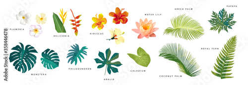 Set of vector realistic tropical leaves and flowers with names isolated on white background. Artistic botanical illustration
