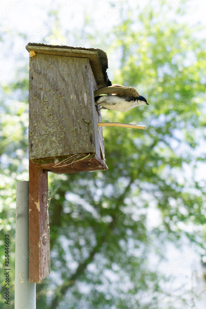 Naklejka premium Bird