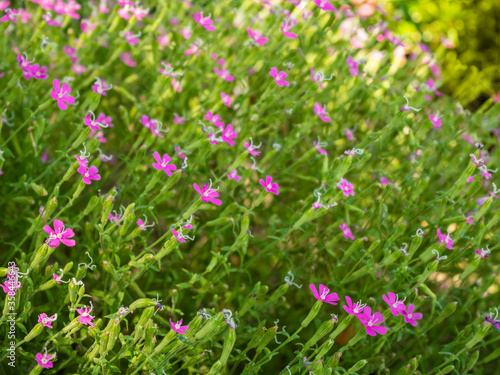 Wallpaper Mural 草花 Torontodigital.ca