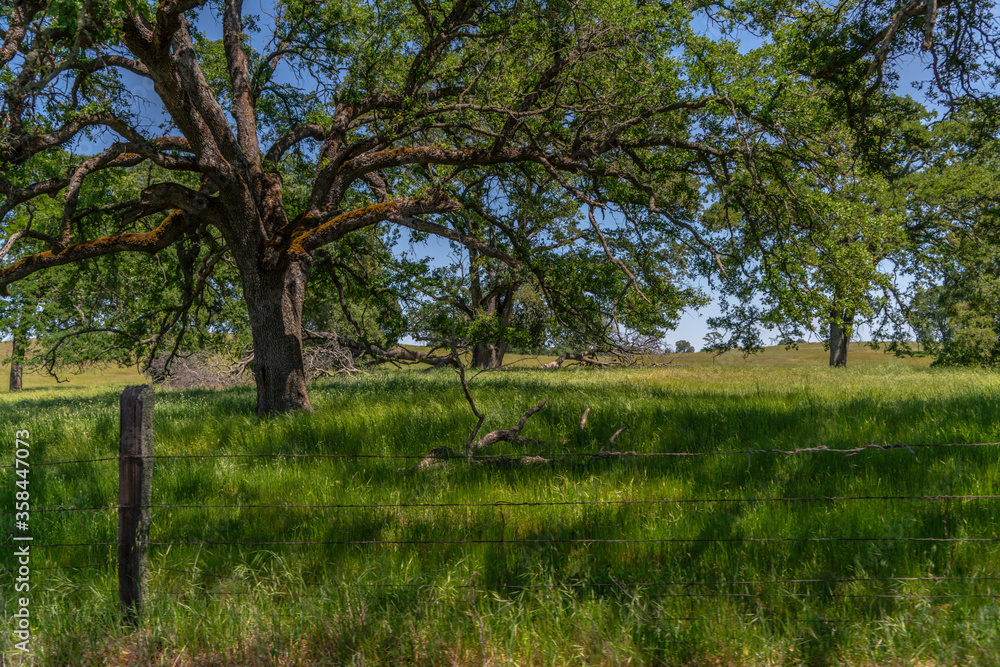 Obraz premium Pogórze i dęby-007