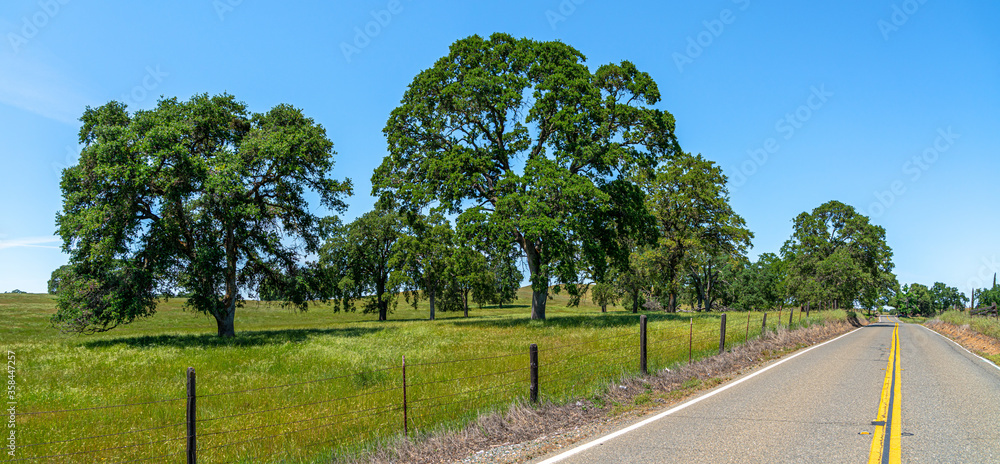 Foothills and Oak Trees-011