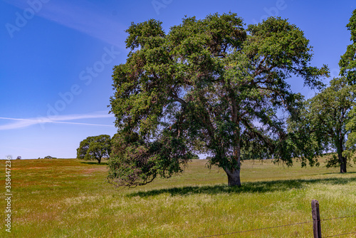 Foothills and Oak Trees-010