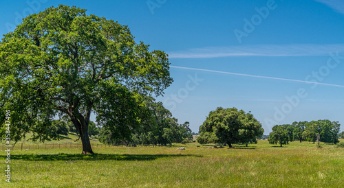 Foothills and Oak Trees-017