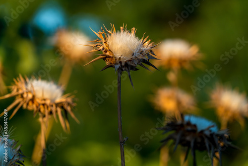 Thistle-002